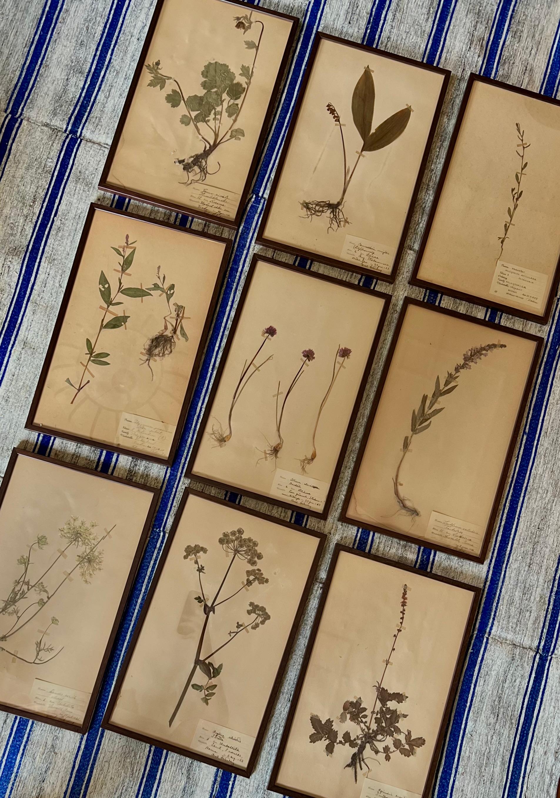 Botanical herbarium, set of 12 specimens